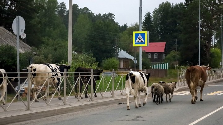 Штраф за сбитие лося на дороге Штраф за сбитие лося на дороге