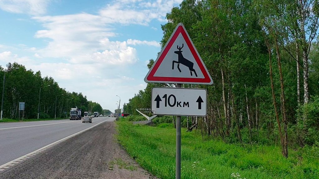 Штраф за сбитие лося на дороге Штраф за сбитие лося на дороге